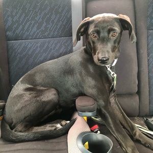 Meet your Posher, Ali